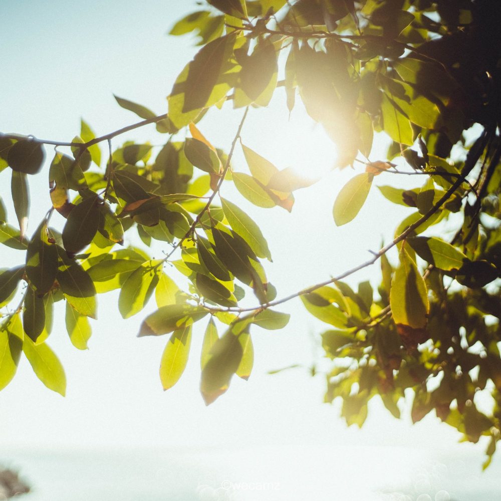 wecamzpage (628 von 662)